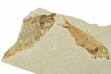 Fossil Fish (Knightia) - Green River Formation #224518-3